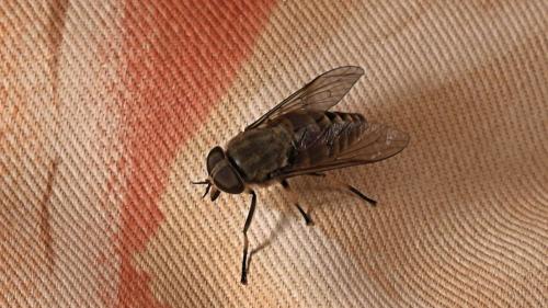 Réf. 326 001 : Tabanus bovinus